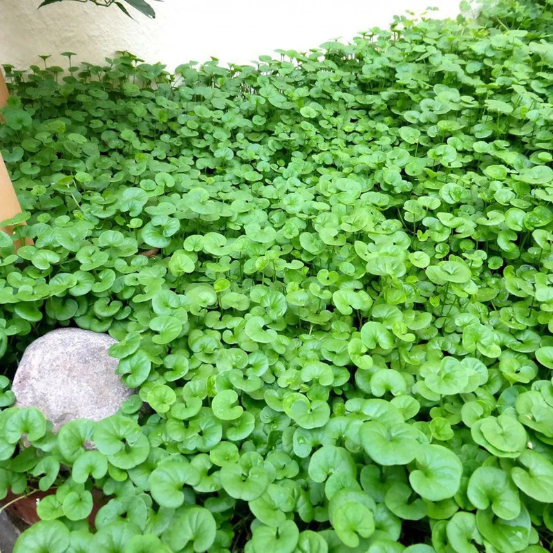 Dichondra Repens Seeds - Perennial Ground Cover Lawn Substitute