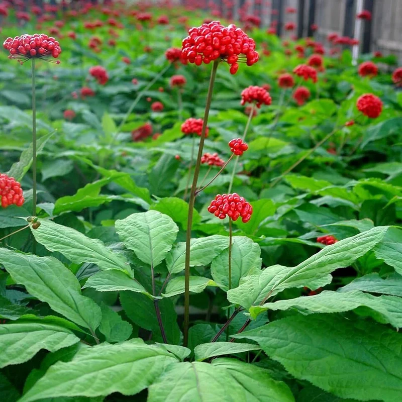 Korean Ginseng Seeds Panax Ginseng Perennial Health Benefits Garden Beds Outdoor Border Herb Seeds