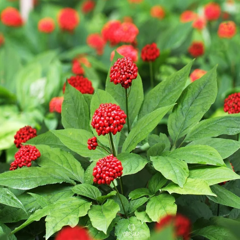 Korean Ginseng Seeds Panax Ginseng Perennial Health Benefits Garden Beds Outdoor Border Herb Seeds