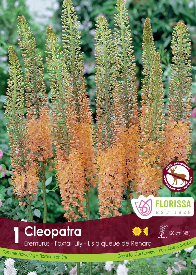 Éremurus ‘Copper’ ( Eremurus )