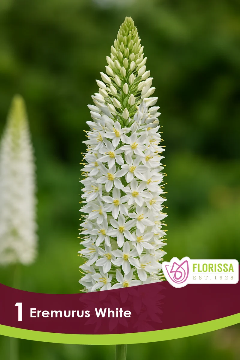 Éremurus ‘White’ ( Eremurus )