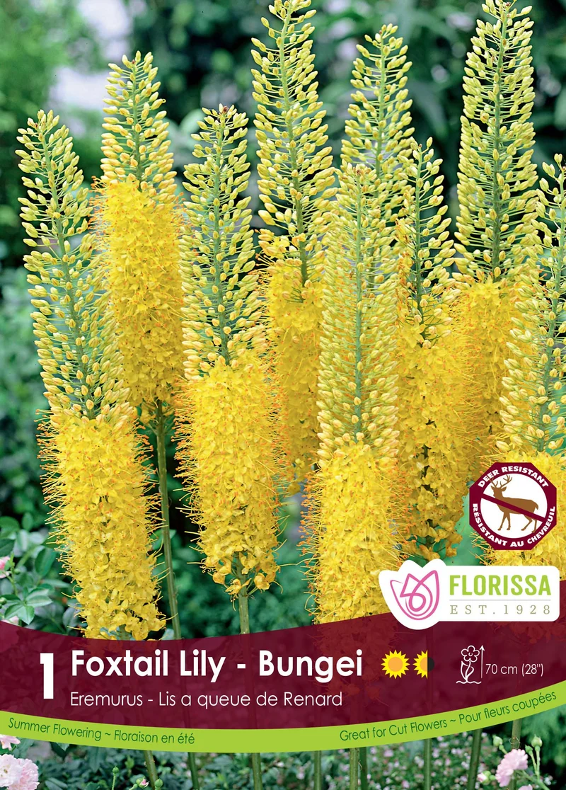 Éremurus ‘Yellow’ ( Eremurus )