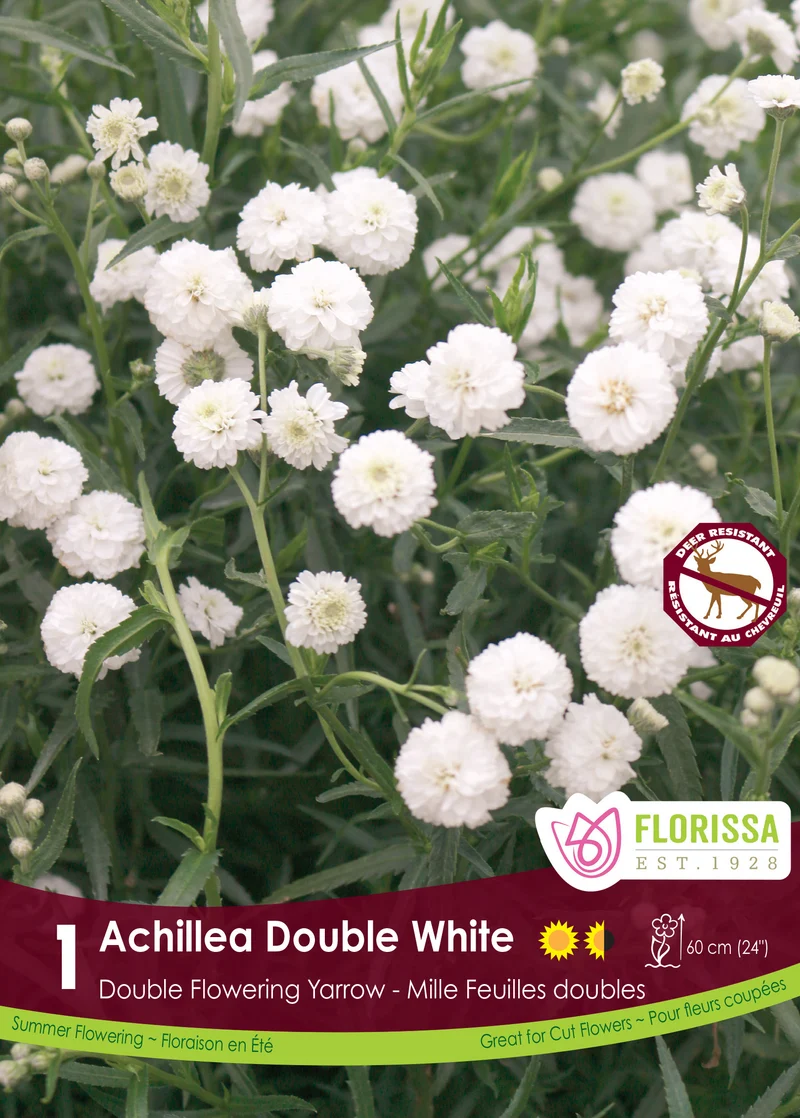Achillée Double White ( Achillea ptarmica ‘Double White’)