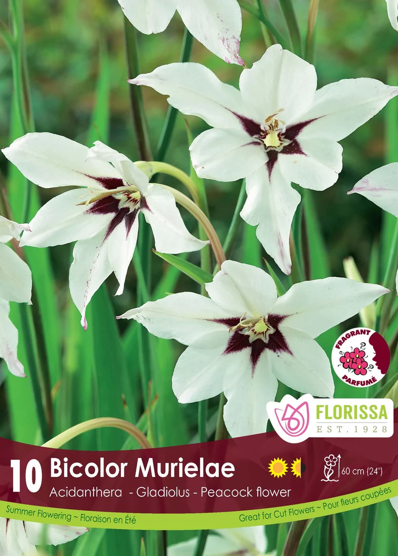 Acidanthère bicolore ( Gladiolus murielae )