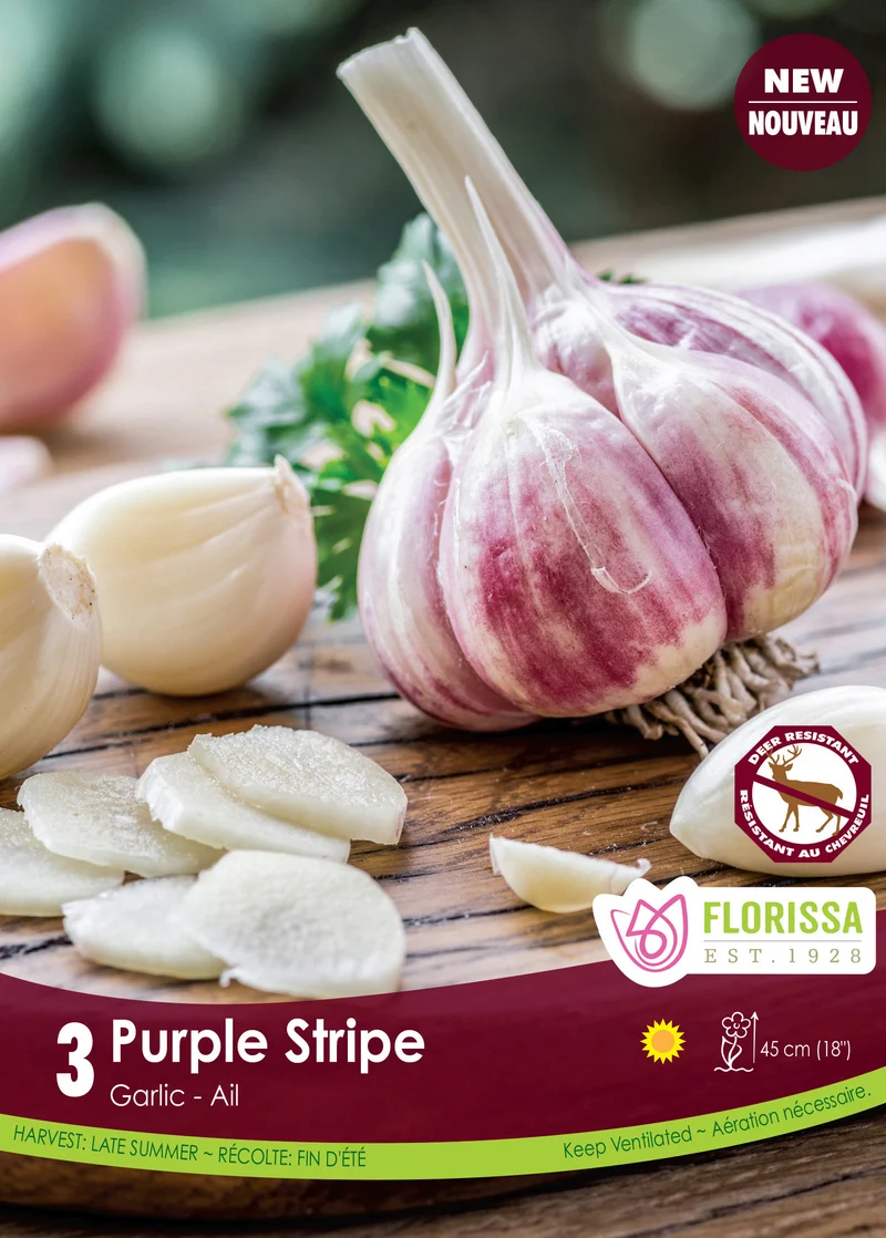Ail Purple Stripe ( Allium sativum var. ophioscorodon ‘Purple Stripe’)