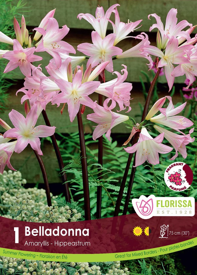 Lis belladone ( Amaryllis belladonna )