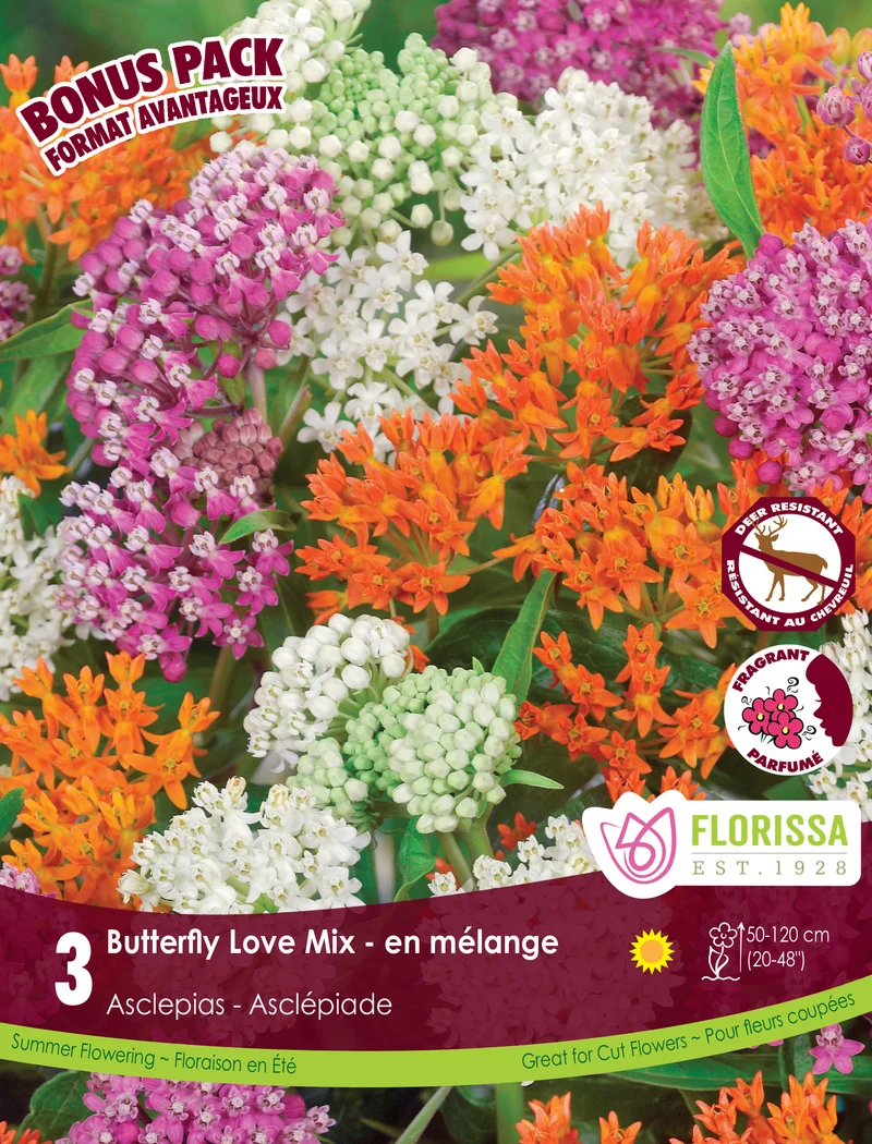 Asclépiade ‘Butterfly Love Mix’ ( Asclepias )