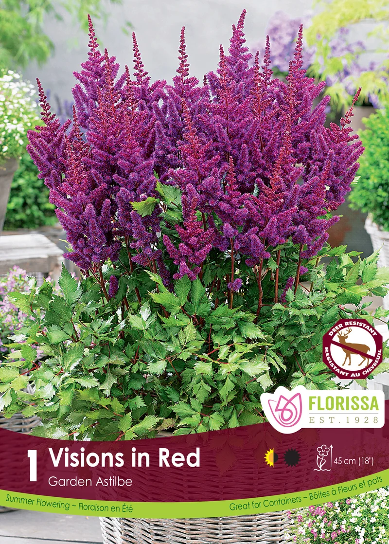 Astilbe de Chine ( Astilbe chinensis ‘Vision in Red’)