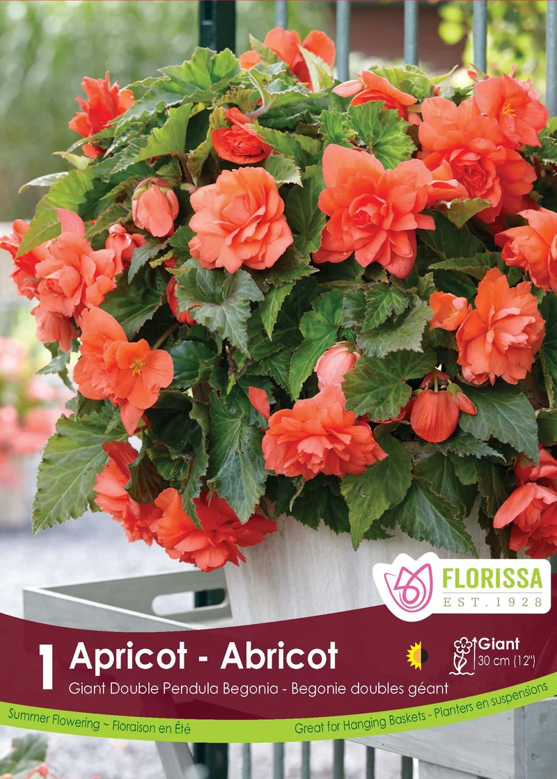 Bégonia retombant ( Begonia × tuberhybrida ‘Double Pendula Apricot’)
