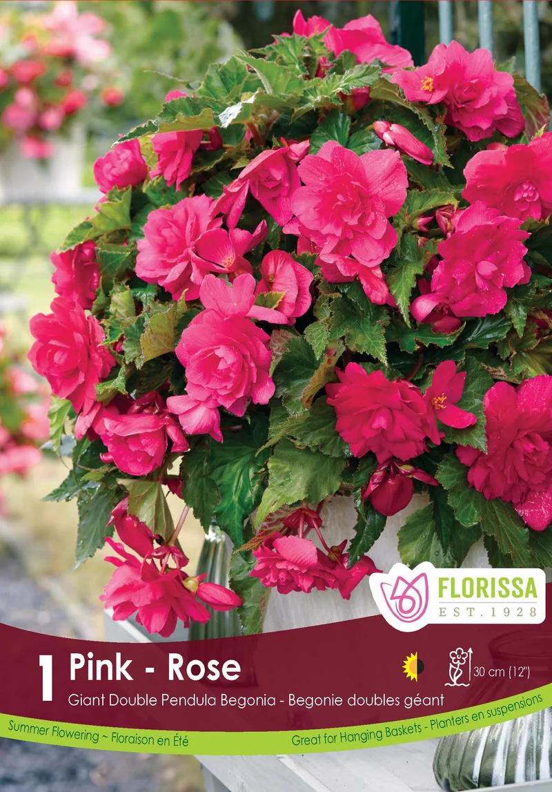 Bégonia retombant ( Begonia × tuberhybrida ‘Double Pendula Pink’)