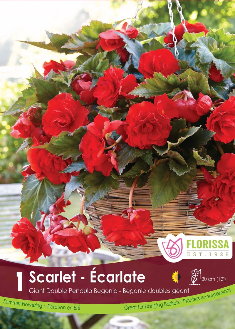 Bégonia retombant ( Begonia × tuberhybrida ‘Double Pendula Scarlet’)