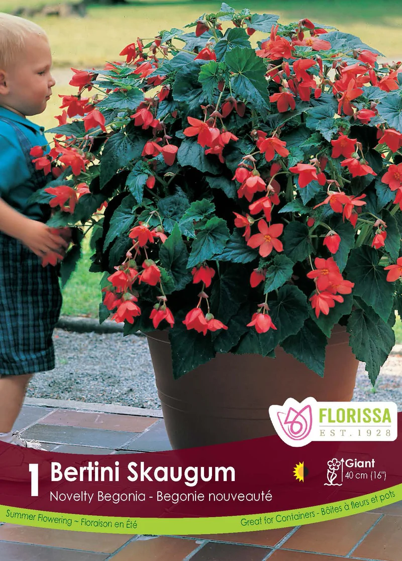 Bégonia Bertini Skaugum ( Begonia × bertinii ‘Skaugum’)