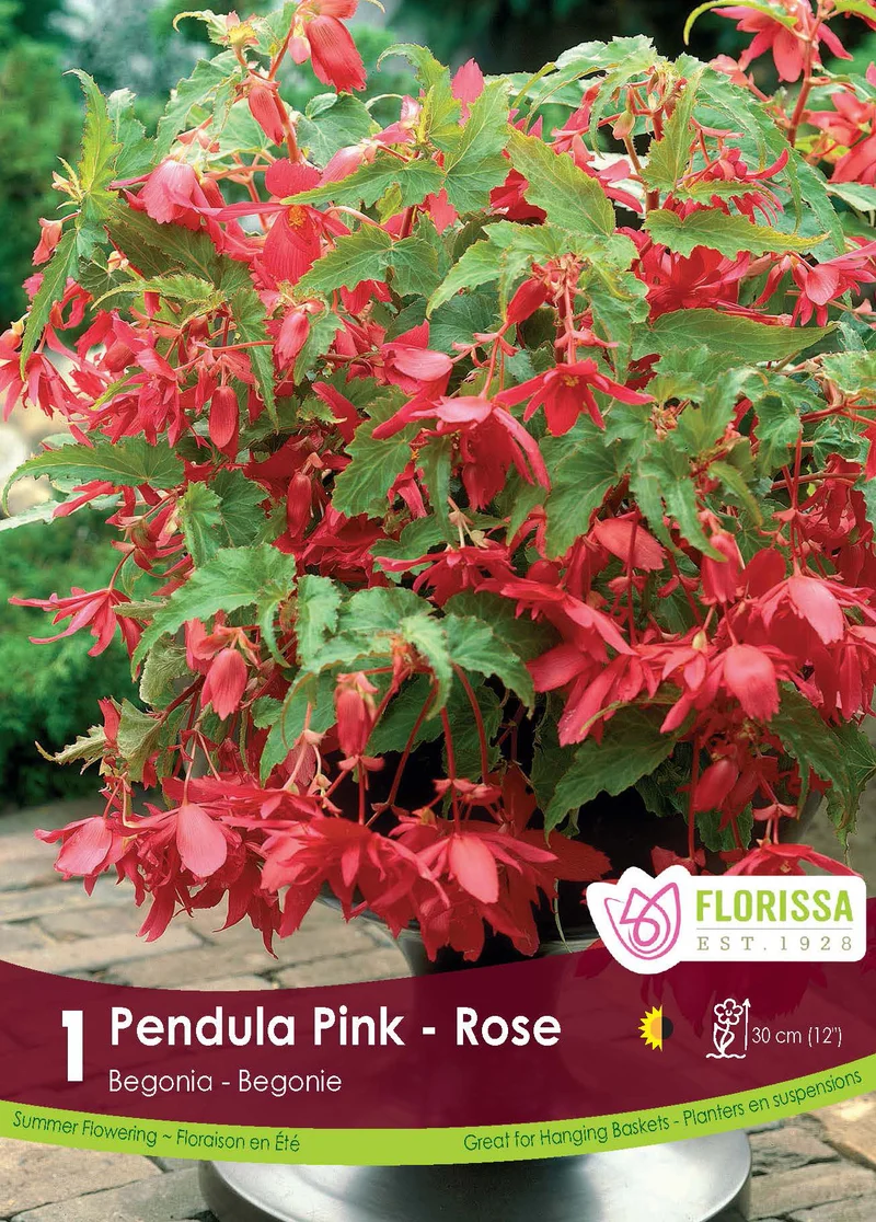 Bégonia Pendula Rose ( Begonia × tuberhybrida ‘Pendula Pink’)
