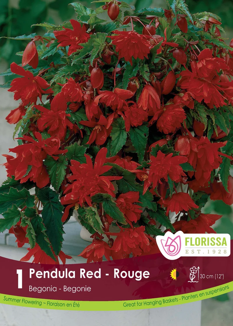 Bégonia Pendula Rouge ( Begonia × tuberhybrida ‘Pendula Red’)
