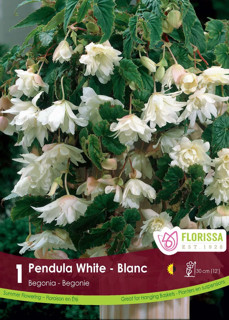 Bégonia Pendula Blanc ( Begonia × tuberhybrida ‘Pendula White’)