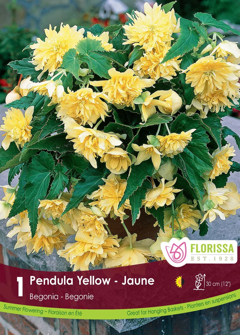 Bégonia Pendula Yellow ( Begonia × tuberhybrida ‘Pendula Yellow’)