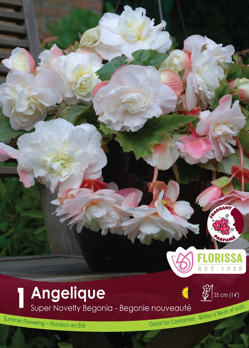 Bégonia Angelique ( Begonia × tuberhybrida ‘Angelique’)