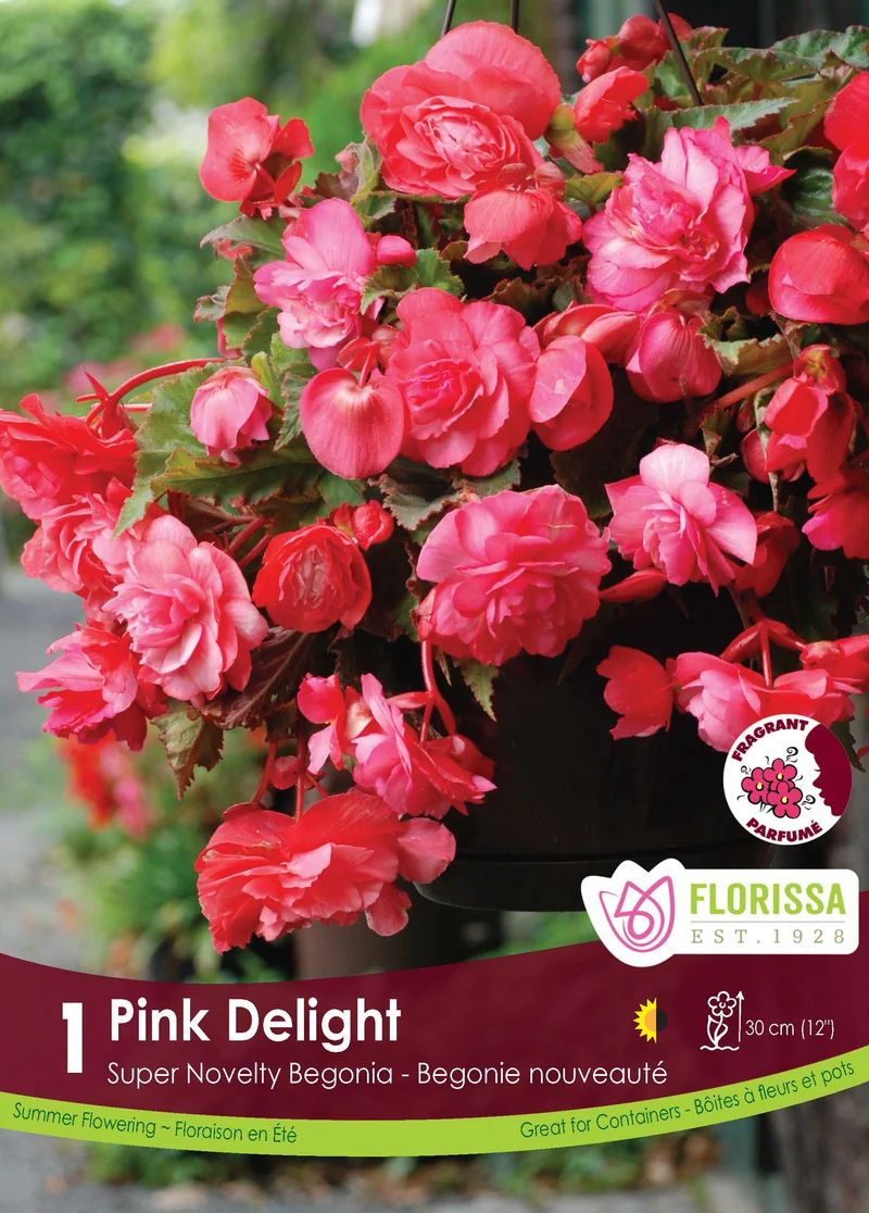 Bégonia Pink Delight ( Begonia × tuberhybrida ‘Pink Delight’)