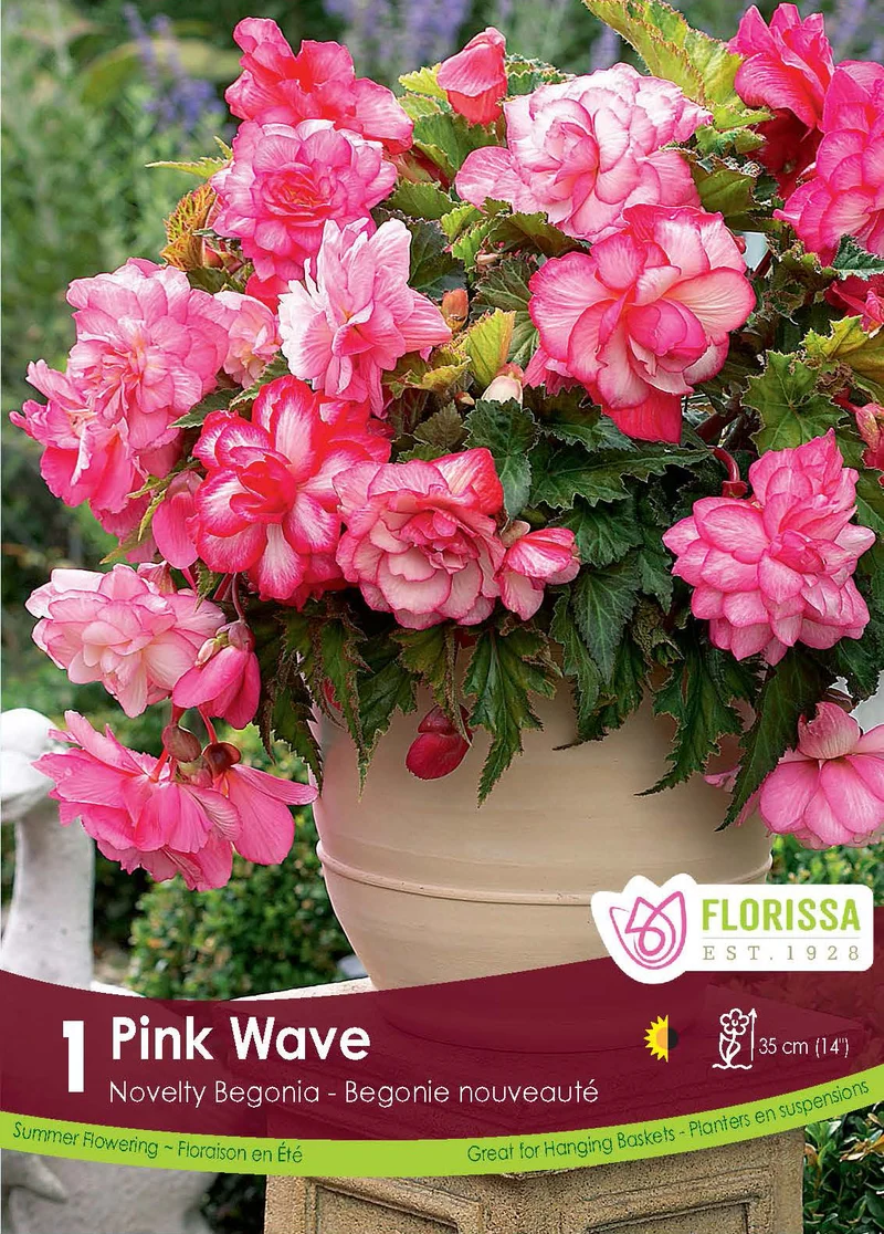 Bégonia Pink Wave ( Begonia × tuberhybrida ‘Pink Wave’)