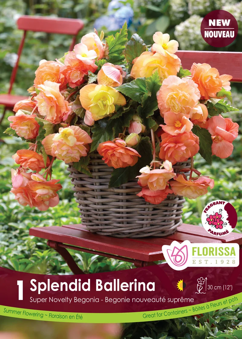 Bégonia Splendid Ballerina ( Begonia × tuberhybrida ‘Splendid Ballerina’)