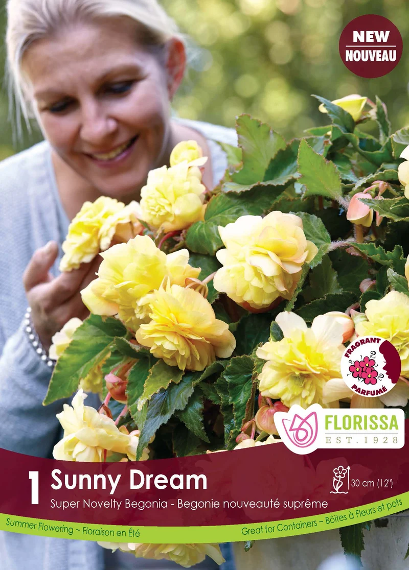 Bégonia Superba Novelty Sunny Dream ( Begonia × tuberhybrida ‘Sunny Dream’)