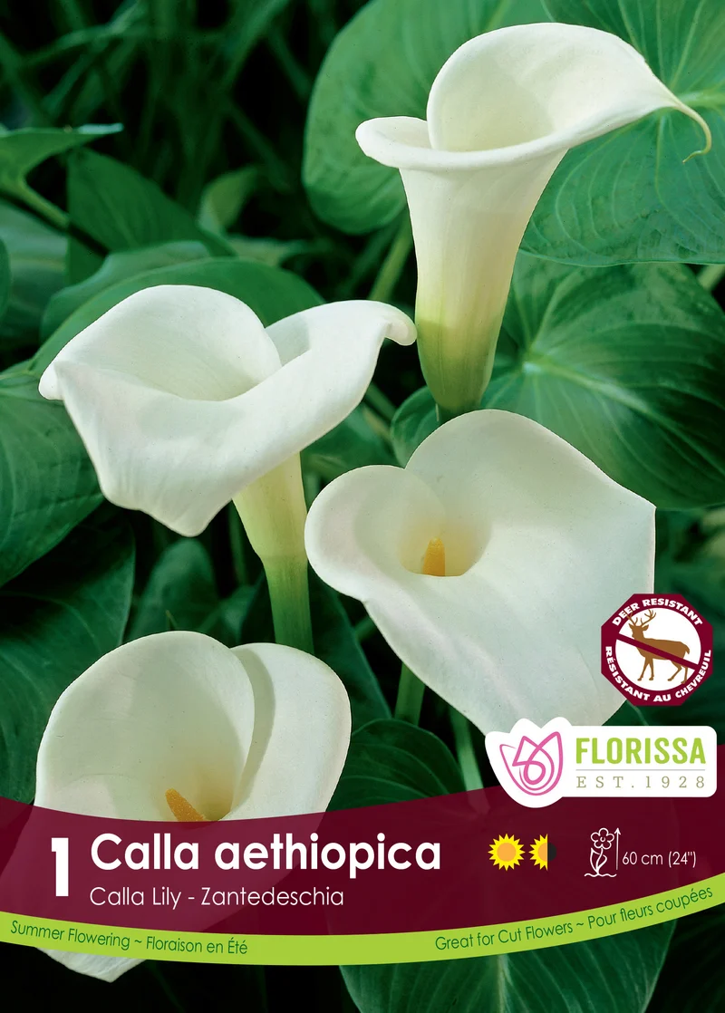 Calla d’Éthiopie ( Zantedeschia aethiopica )