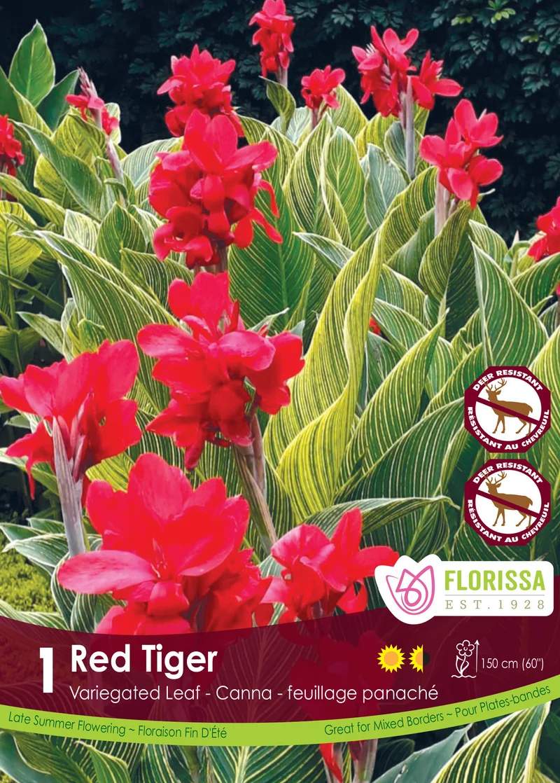 Canna ‘Red Tiger’ ( Canna × generalis )