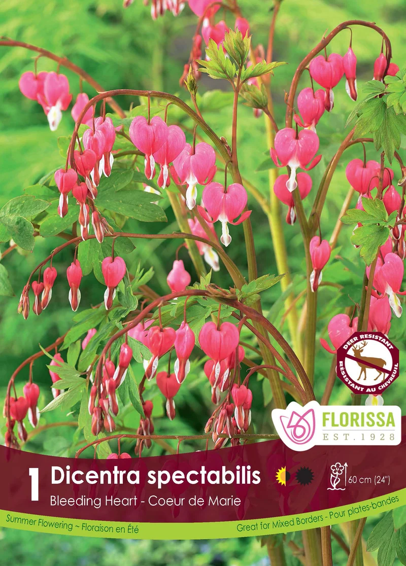 Cœur saignant ( Lamprocapnos spectabilis )