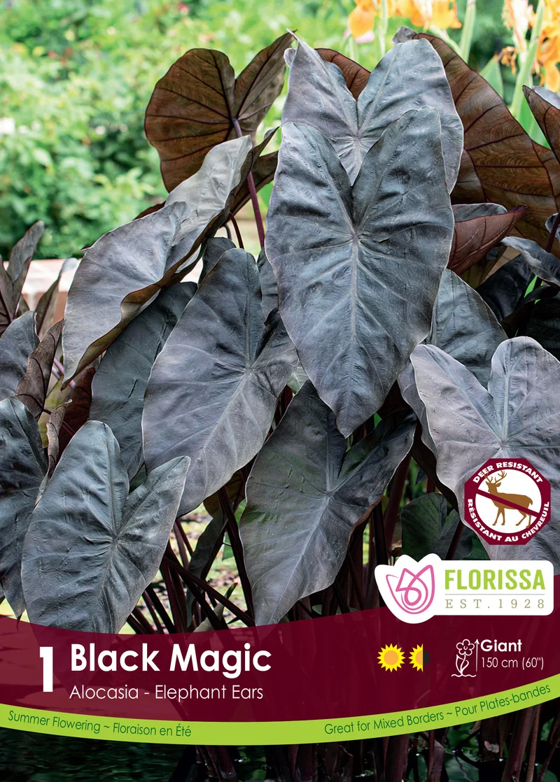 Colocasia ‘Black Magic’ ( Colocasia )