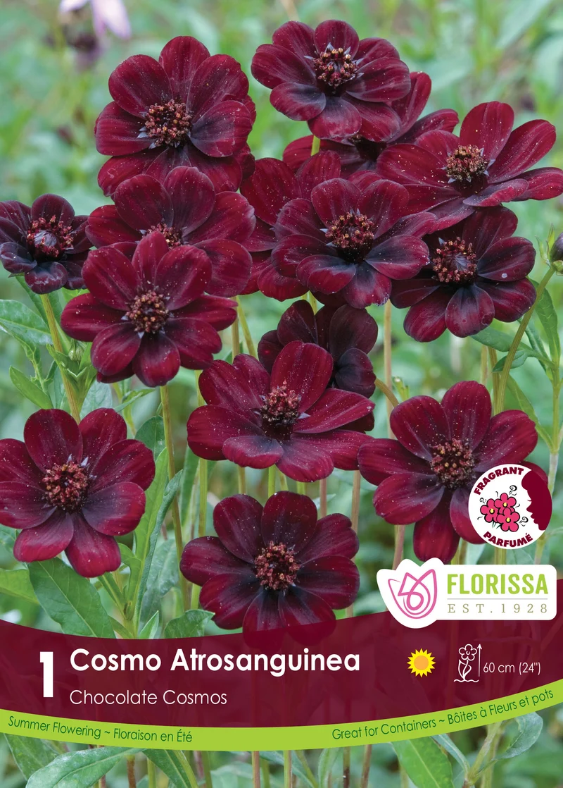 Cosmos chocolat ( Cosmos atrosanguineus )