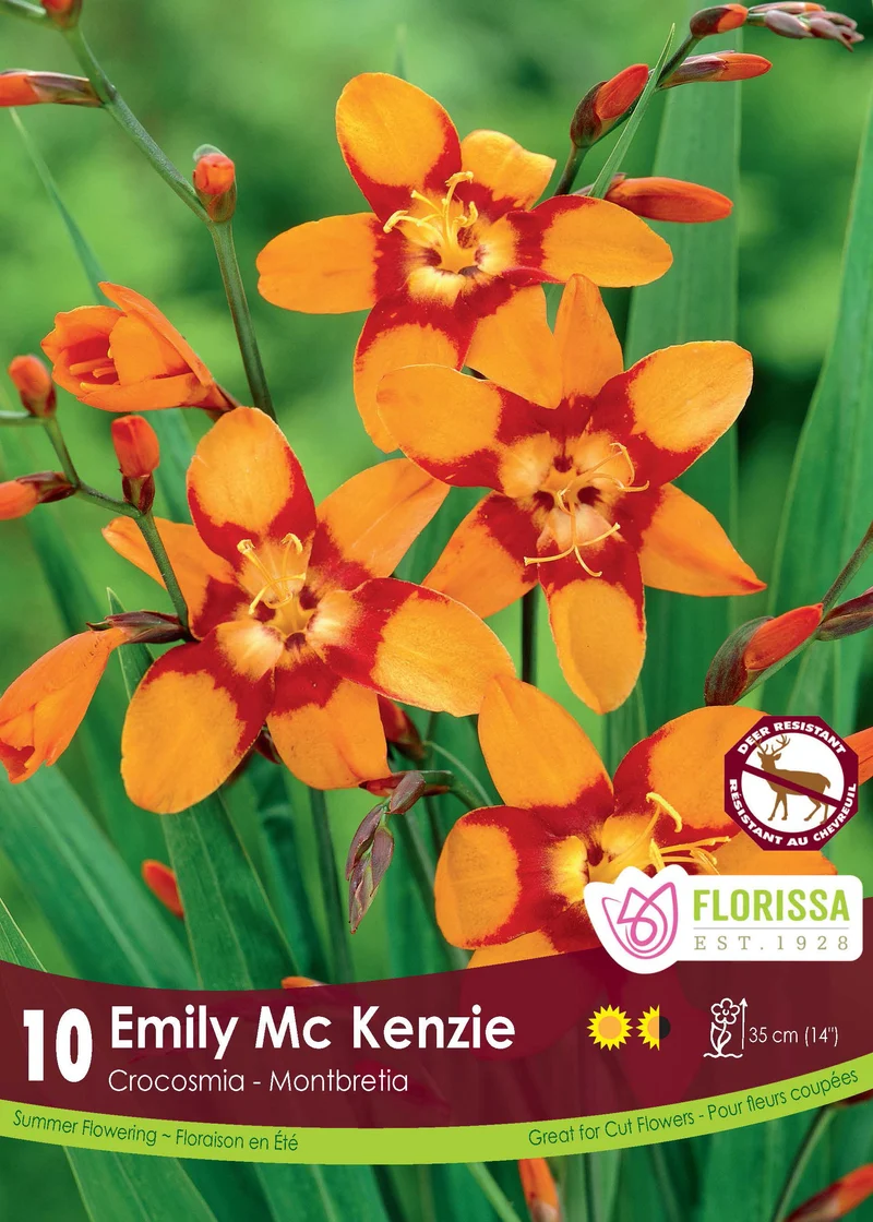 Crocosmia ‘Emily McKenzie’ ( Crocosmia )