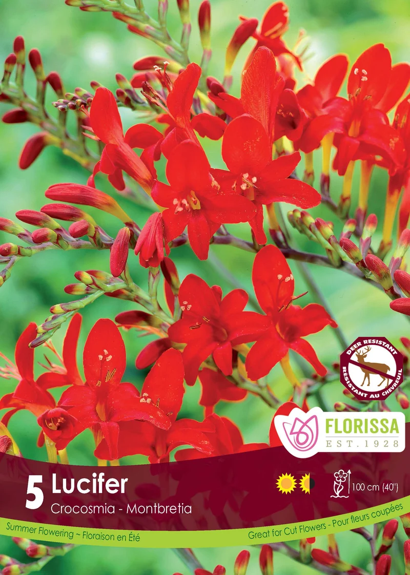 Crocosmia ‘Lucifer’ ( Crocosmia × crocosmiiflora )