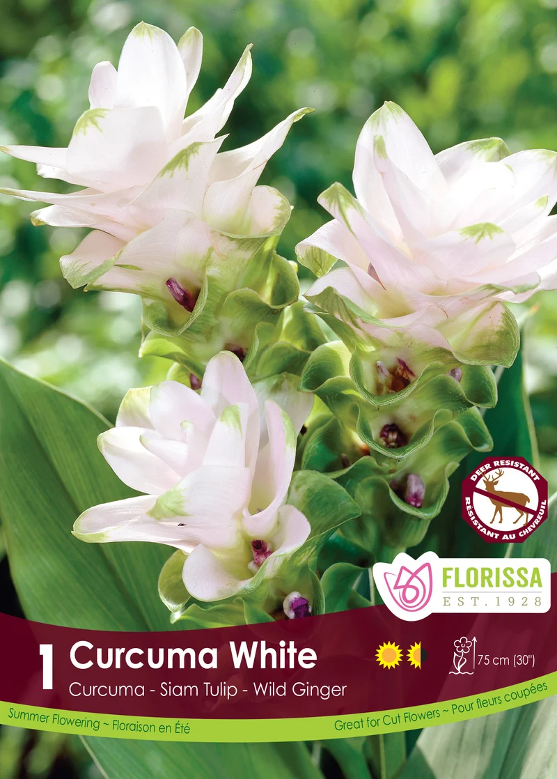 Curcuma ‘White’ ( Curcuma alismatifolia )