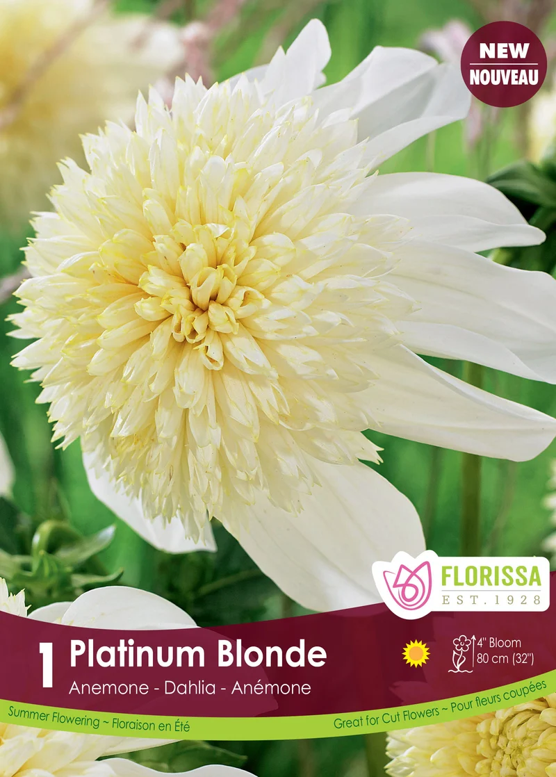 Dahlia anémone ‘Platinum Blonde’ ( Dahlia )