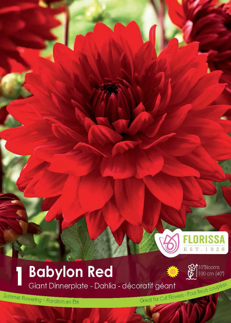 Dahlia ‘Babylon Red’ ( Dahlia )