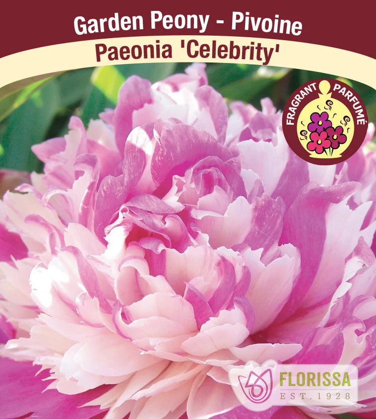 Pivoine ‘Celebrity’ (1 racine) ( Paeonia )
