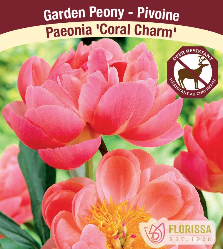 Pivoine ‘Coral Charm’ (1 racine) ( Paeonia )