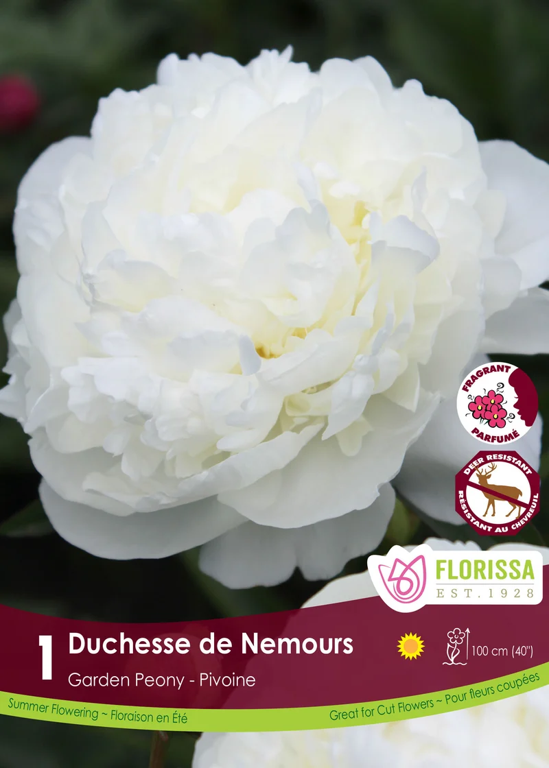 Pivoine ‘Duchesse de Nemours’ ( Paeonia )
