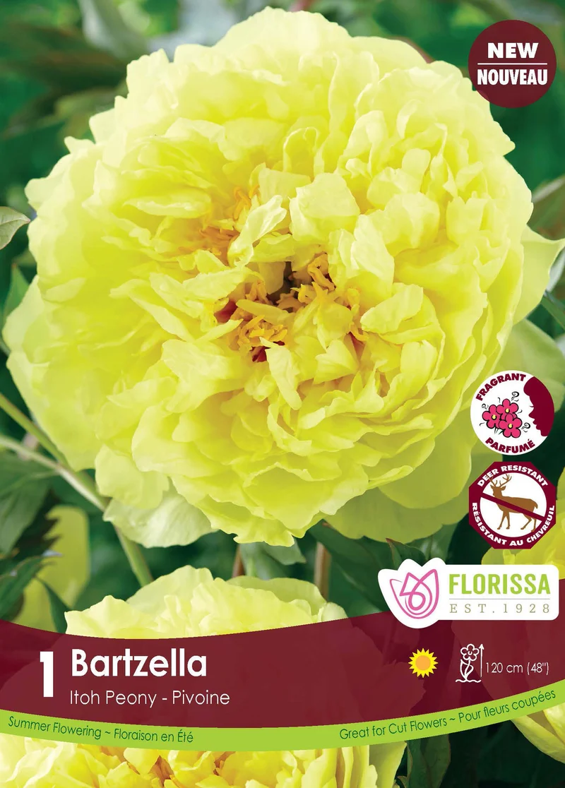 Pivoine Itoh ‘Bartzella’ ( Paeonia )