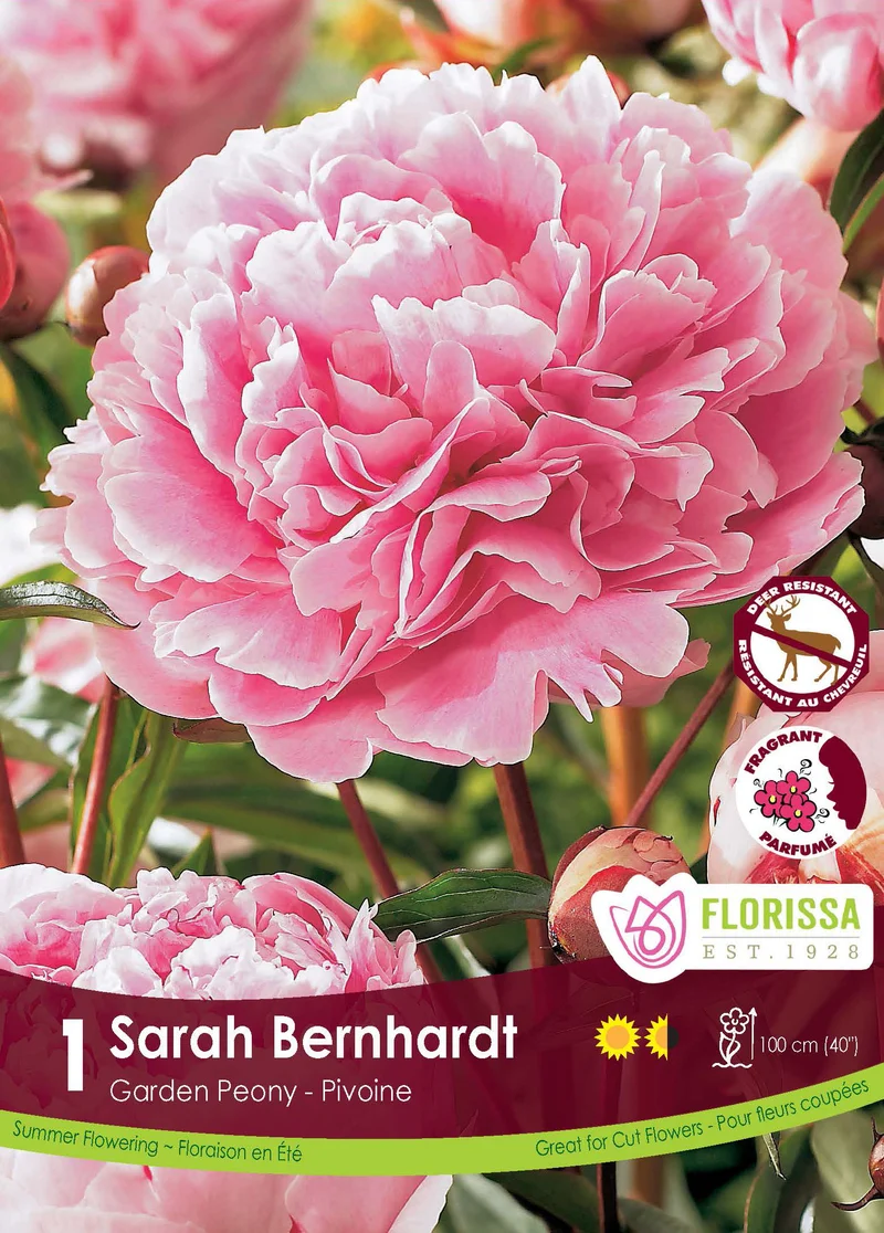 Pivoine ‘Sarah Bernhardt’ ( Paeonia )