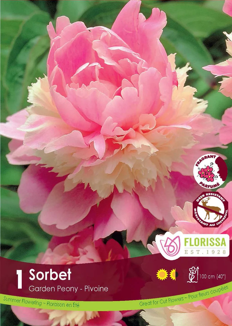 Pivoine ‘Sorbet’ ( Paeonia )