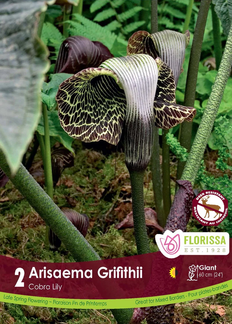 Arisème de Griffith ( Arisaema griffithii )
