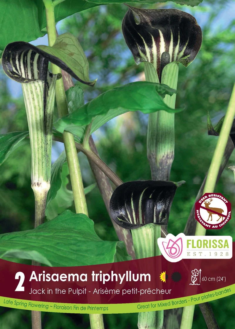 Petit prêcheur ( Arisaema triphyllum )