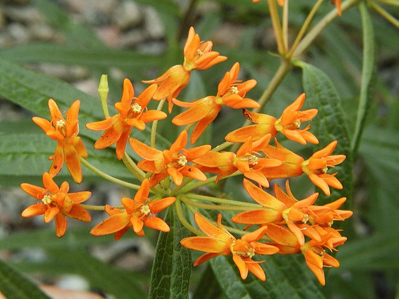 Asclépiade tubéreuse ( Asclepias tuberosa )