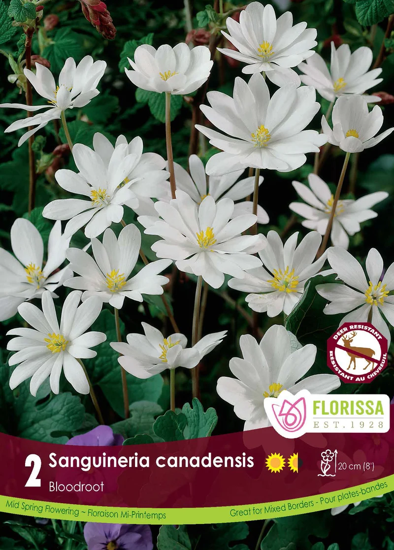 Sanguinaire du Canada ( Sanguinaria )