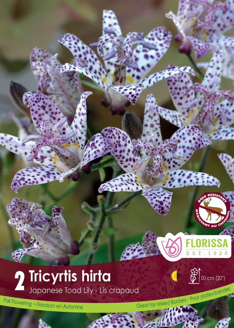 Tricyrtis ‘Hirta’ ( Tricyrtis )