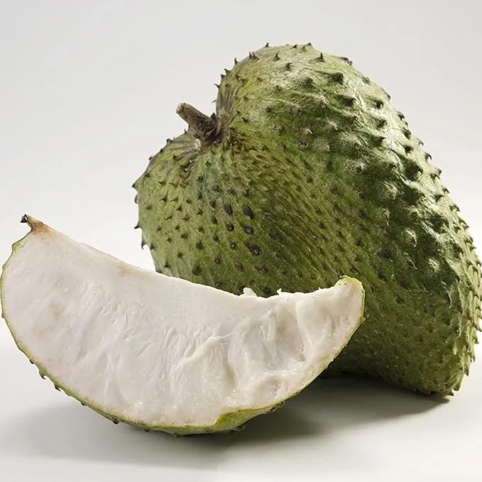 Giant Soursop Seeds Annona Tropical Fruit with Sweet Tangy Flavor for Culinary Health Benefits