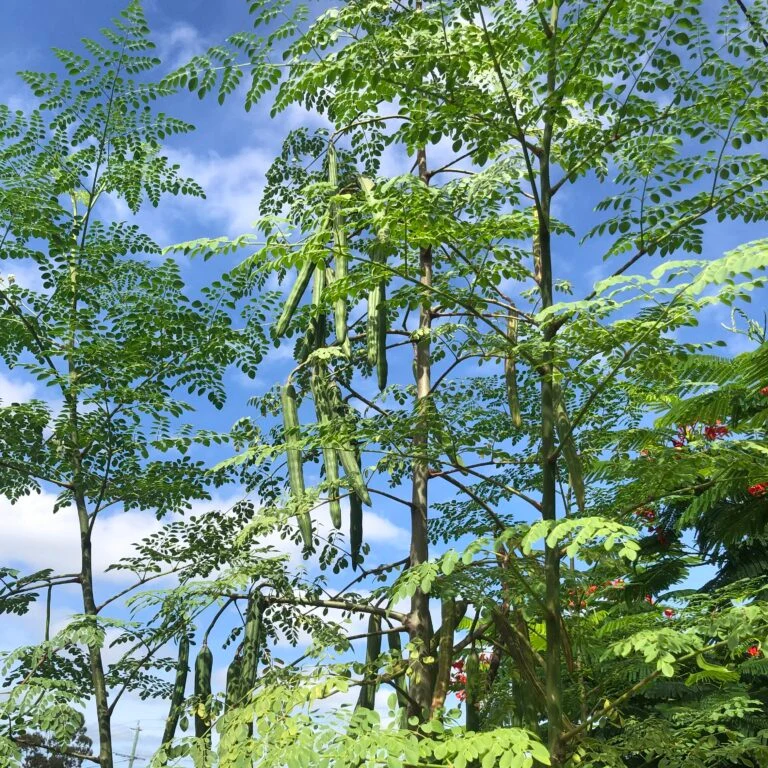 Organic PKM-1 Moringa Seeds, Large Size Malunggay, Shobhanjana, Miracle Tree, Drumstick Tree Non-GMO (10 Pcs)