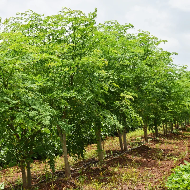 Organic PKM-1 Moringa Seeds, Large Size Malunggay, Shobhanjana, Miracle Tree, Drumstick Tree Non-GMO (10 Pcs)