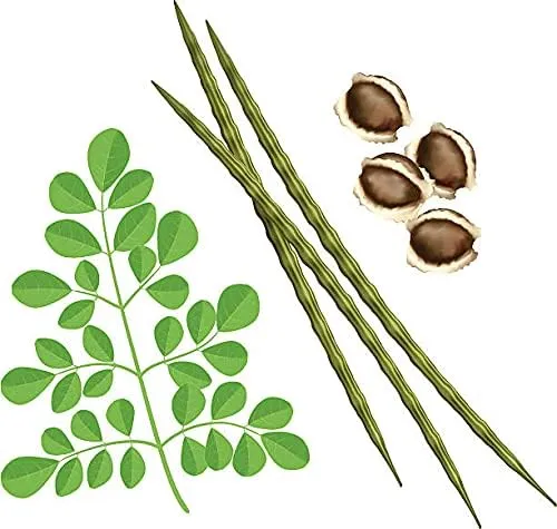Organic PKM-1 Moringa Seeds, Large Size Malunggay, Shobhanjana, Miracle Tree, Drumstick Tree Non-GMO (10 Pcs)